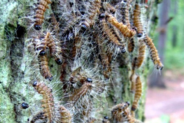 Hubschraubereinsatz 2026 gegen die Raupen des Eichenprozessionsspinners