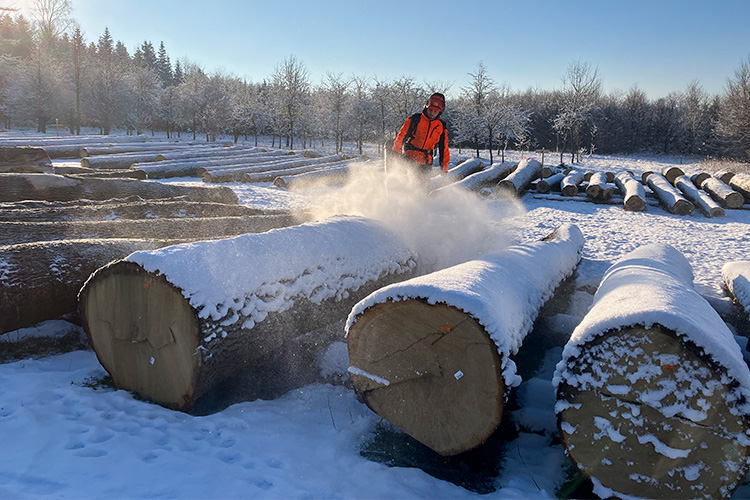 In diesem Jahr mussten die Stämme wegen Schneefalls immer wieder freigeblasen oder -gekehrt werden, damit die Qualität der Hölzer von den Kunden bewertet werden konnte.