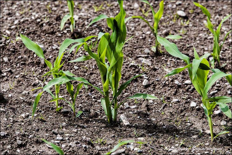 Landwirtschaftsamt lädt am Samstag zum Aktionstag auf die Landesgartenschau ein