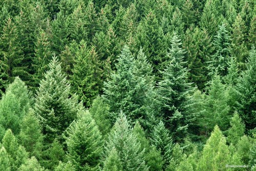 Die Kreisforstverwaltung informiert: Befliegung mit Drohnen im Kleinprivatwald im Rahmen eines aktuellen Projektes
