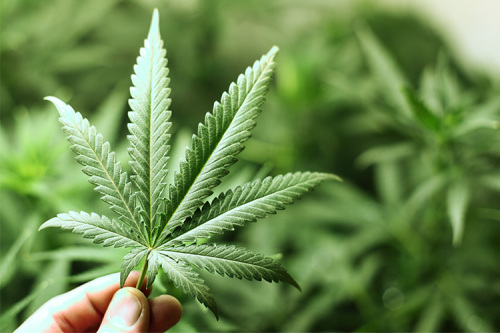 Cannabis-Legalisierung - Neue Herausforderungen für Suchthilfe und -prävention und Konsequenzen für den Führerschein