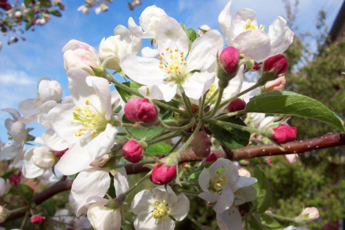 dischAusbildung zum Obst- und Gartenfachwart