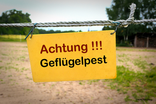Geflügelpest in einem Nutzgeflügelbestand im Landkreis Dillingen nachgewiesen