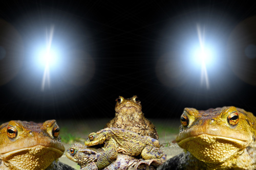 dischFrühlingserwachen der Amphibien: Frösche und Kröten sind wieder auf dem Weg zu ihren Laichplätzen