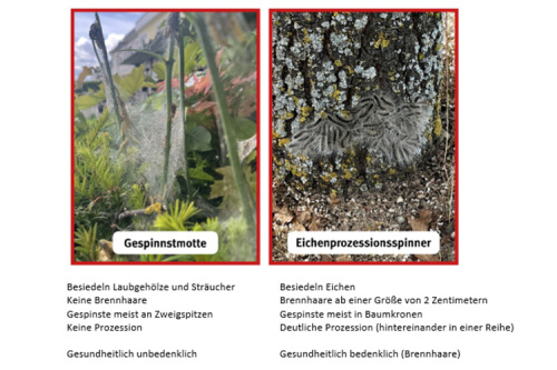 Gefahr durch Eichenprozessionsspinner im Ostalbkreis weiterhin hoch