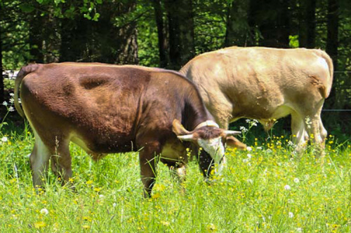 Gläserne Produktion auf dem Jagsttalhof in Ellwangen-Rindelbach