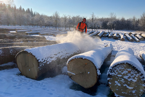 31. Stamm- und Wertholzsubmission Bopfingen - Schausonntag am 15. Februar 2026: Landrat präsentiert Ergebnisse 