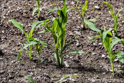 dischZentraler Pflanzenbautag in Aalen-Oberalfingen