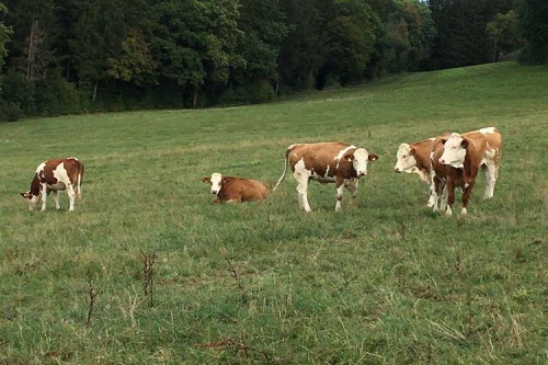 Zu sehen sind Rinder auf der Weide.